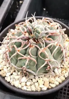 【種子60粒】ギムノカリキウム　バッテリーのサムネイル