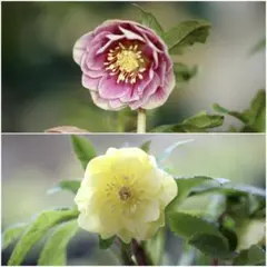 2026年最新】かぐや姫 クリスマスローズの人気アイテム - メルカリ