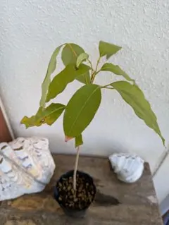 2025年最新】ライチ 苗の人気アイテム - メルカリ