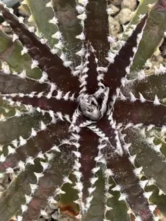 DBディッキア Dyckia Bill Baker hybrid #222 ⑵ - メルカリ