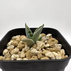 2026年最新】Agave livesの人気アイテム - メルカリ