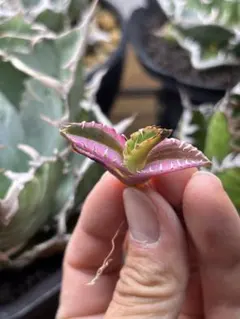 ツナティ様 リクエスト 2点 まとめ商品