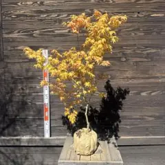 2026年最新】茜紅葉の人気アイテム - メルカリ