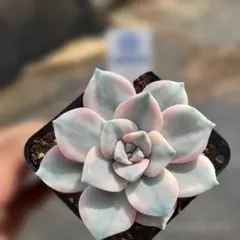 Top【選抜株】多肉植物　24852マディバー　20個　鉢無し/脱土 Top【選抜株】多肉植物 24852マディバー 20個 鉢無し/脱土 - メルカリ
