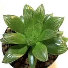 1296．多肉植物　ハオルチア　旧氷砂糖×輝オブツーサ