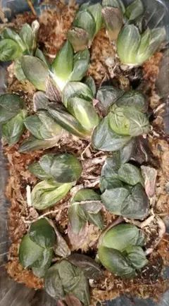 ハオルチア　玉潭寿錦　ランダム１株　コメントいただければまとめ買いも出来ます