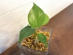 実生　モンステラ　デリシオーサ　２株のサムネイル