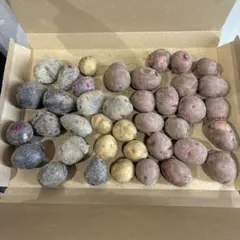슈퍼 미니 감자 네코포스 3종
