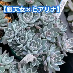 ChouChou様 リクエスト 4点 まとめ商品