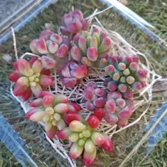 レア種入り可愛いつぶつぶセット♪　クラウゼン錦　コミックトム　多肉植物