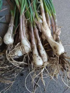 らっきょう【2年もの】約1kg 兵庫県産 鷹の爪付き【A】 - メルカリ