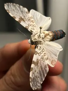 サルオガセギスキリギリスカマドウマバッタ直翅類コロギスリオック
