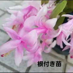 シャコバサボテン根付き苗のサムネイル