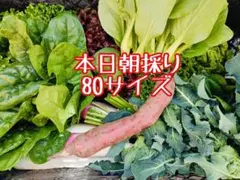 本日朝採り野菜詰め合わせ☆野菜セット80サイズ直送5
