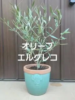 オリーブの木 エルグレコ レンガ風石膏鉢植え 苗 シンボルツリー