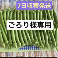 ごろり様専用 朝採り丸オクラ 35本 以上ネコポスいっぱい
