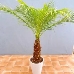 エバーフレッシュ 8号144cm S-shaped tree form - メルカリ