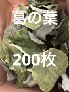 葛の葉 200枚　80g以上　（乾燥）のサムネイル