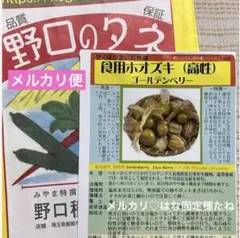 匿名【食べるサプリ】固定種/大粒食用ほおずきゴールデンベリー種　3粒　野口のタネのサムネイル
