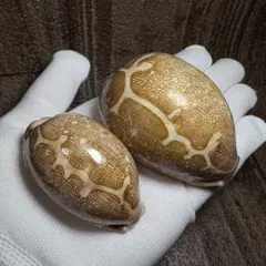 ハラダカラ アカハラダカラタカラガイ 宝貝 貝殻 標本