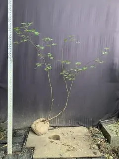 き*ろ様 山採りコハウチワ混合株 6/7⑩ H2.0m W100cm 25最終値 - メルカリ