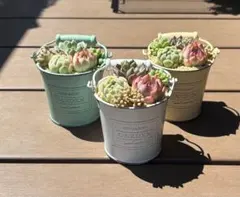 多肉植物 寄せ植え そのまま飾れる( ¨̮ )❥︎❥︎ホワイトバケツ鉢No.1のサムネイル