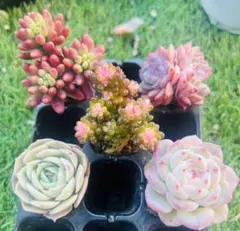 くこ様 ご専用　リクエスト 2点 まとめ商品