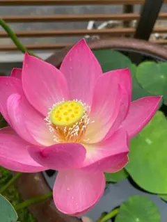 2026年最新】大賀ハスの種の人気アイテム - メルカリ