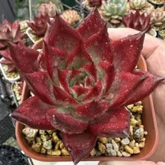 メ*4様 新入荷 赤魔王 エケベリア 多肉植物 1苗 - メルカリ