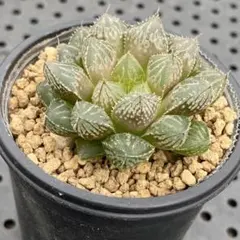 ぶんぶんぶん様 リクエスト 2点 まとめ商品