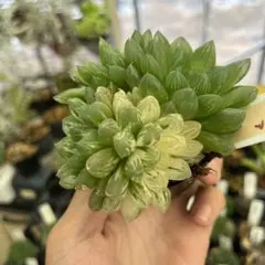 ハオルチア 花火錦 斑入り抜き苗発送 観葉植物のサムネイル