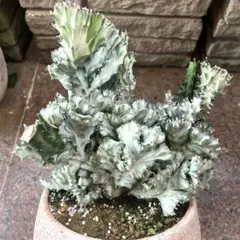 特大 群生
