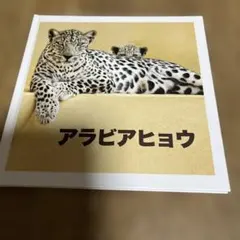 万博アラビアヒョウ