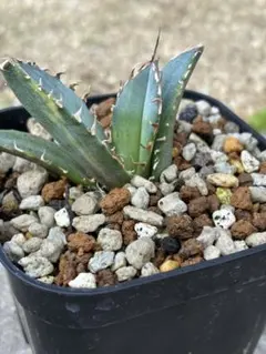 K*a様 オークション　特大　アガベ　白鯨錦　縞斑　TC K*a様 オークション 特大 アガベ 白鯨錦 縞斑 TC K*a様