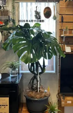 2026年最新】モンステラデリシオーサの人気アイテム - メルカリ