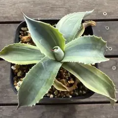 2025年最新】オバティフォリア オルカの人気アイテム - メルカリ