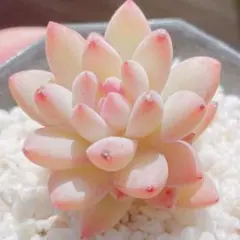 7 【メルカリ便発送】　多肉植物　韓国苗　スーパーブロー♡ 1点のみ！