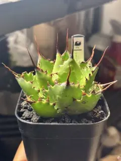 2025年最新】イシスメンシス ハイブリッドの人気アイテム - メルカリ