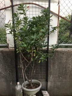 タイサンボクケイ ケイパレス 常緑樹 約50cm 光沢のある葉 - メルカリ