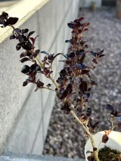 organeta様 リクエスト 3点 まとめ商品