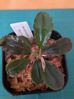 Bucephalandra.Diablo ブセファランド ラ ディアブロ - メルカリ