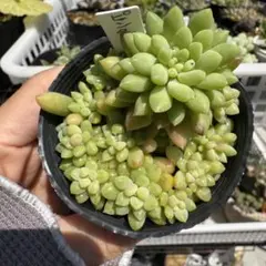 黄金細葉万年草 抜き苗 - メルカリ