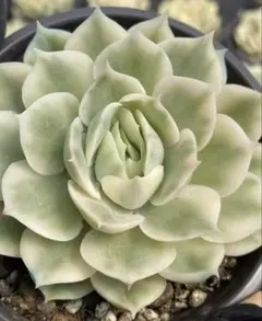 新入荷　オンスロー錦　エケベリア　多肉植物　I苗のサムネイル