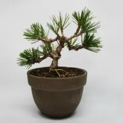 2026年最新】千寿丸 盆栽の人気アイテム - メルカリ