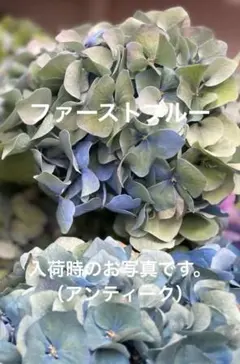 ブ*ン様 【育成用株】　アジサイ　5寸10鉢 ミックスアソート　　紫陽花 ブ*ン様 【育成用株】 アジサイ 5寸10鉢 ミックスアソート 紫陽花