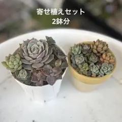 多肉植物 寄せ植えセット 2鉢分