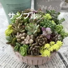多肉植物　セダム♡カット苗　詰め合わせ♡