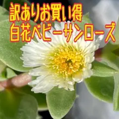 多肉植物　白花ベビーサンローズ　切り苗10本のサムネイル