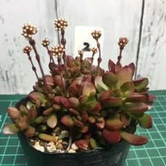 ミニトマト様 リクエスト 3点 まとめ商品