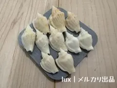 【10個】スパイラルシェル・巻貝パーツ｜標本瓶・スピリチュアルクラフト